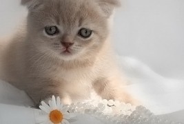 Најслатките мачиња