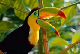 Топ 10 најубави птици во светот