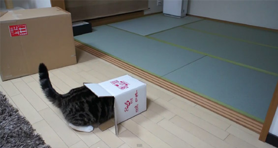 Мачка во кутија