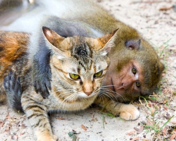 чудна љубов помеѓу мајмун и мачка