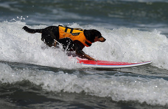 Натпревар помеѓу кучиња – сурфери на бранови