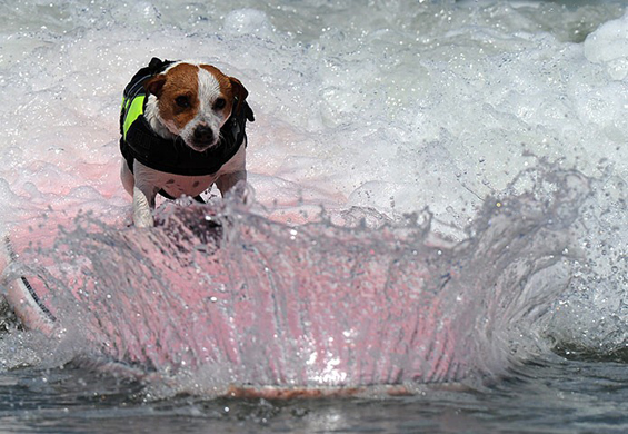 Натпревар помеѓу кучиња – сурфери на бранови