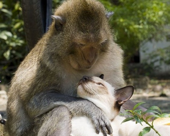 чудна љубов помеѓу мајмун и мачка