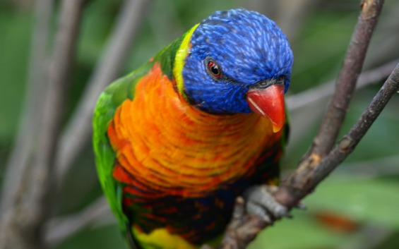 Топ 10 најубави птици во светот