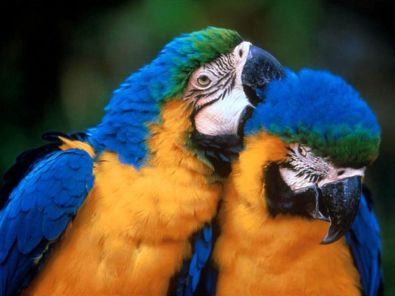 Топ 10 најубави птици во светот