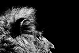 Темната зоолошка