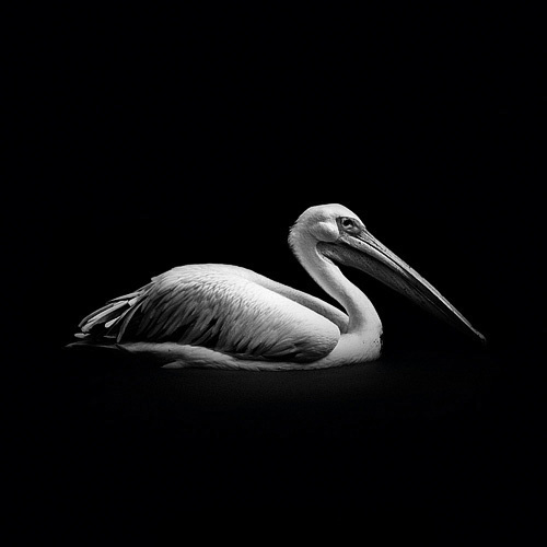 (10) Темната зоолошка