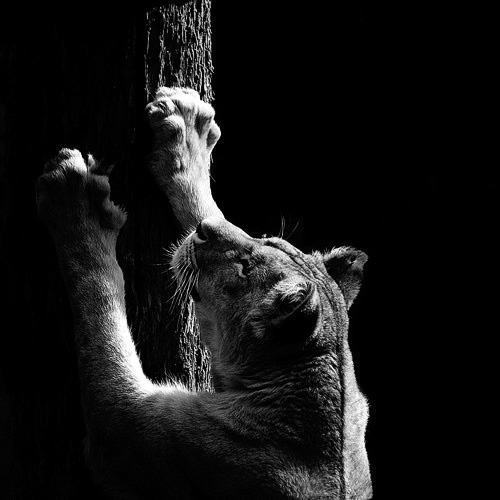 (12) Темната зоолошка