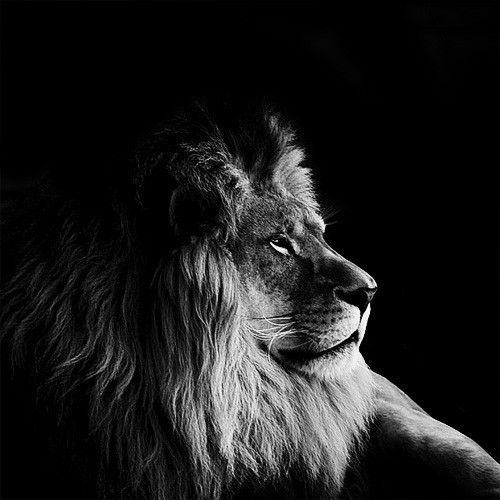 (14) Темната зоолошка