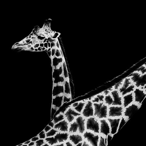 (15) Темната зоолошка