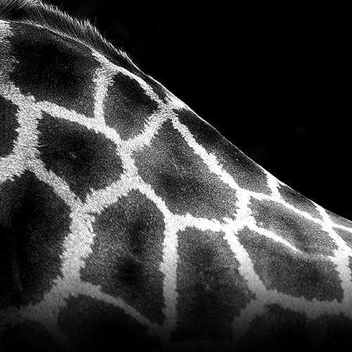 (17) Темната зоолошка