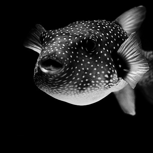 (20) Темната зоолошка