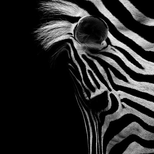 (4) Темната зоолошка