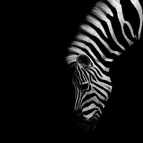 (9) Темната зоолошка