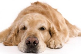 Каква диета му е потребна на вашето полничко куче?