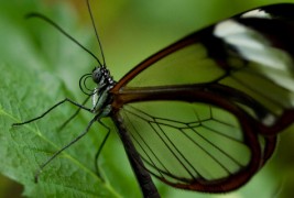 Волшебни пеперутки со проѕирни крилја
