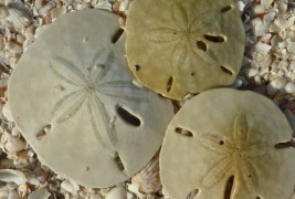 Сплескан морски еж-животно кое се клонира себе си