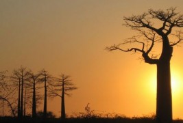 волшебни и чудни дрва