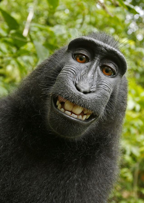 Мајмун украл апарат и направил смешни авто-портрети
