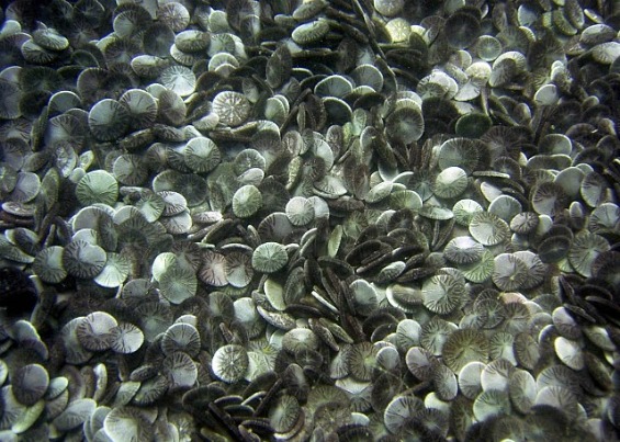 Сплескан морски еж кој самиот се клонира