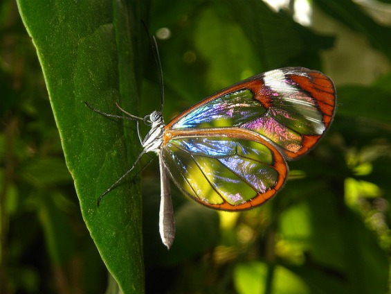 Волшебни пеперутки со проѕирни крилја