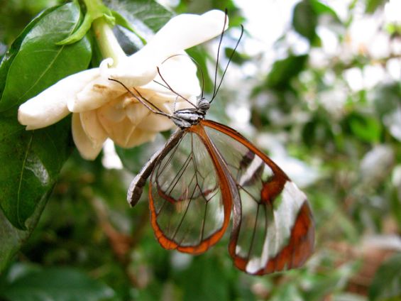 Волшебни пеперутки со проѕирни крилја