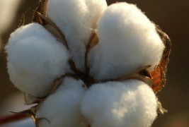 3 трикови за чистење со памук