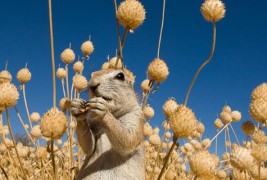 Кога фотограф ќе се спријатели со диви животни...