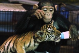 Мајмунка и тигарче се однесуваат како мајка и бебе