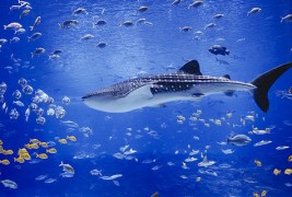 Најголемиот аквариум во светот