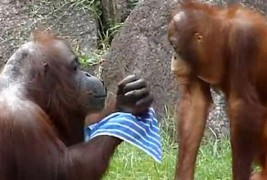 Снаодлив орангутан се брише со мокра крпа за да се спаси од горештината