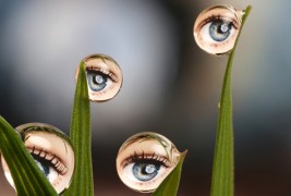 Светот погледнат низ капка вода