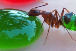 Виножито од мравки