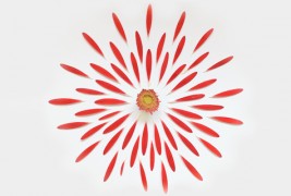 Цвеќиња кои експлодираат