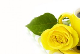 Кафе-позадина за вашиот десктоп #46