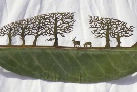 Ливчиња од дрвја кои раскажуваат приказни