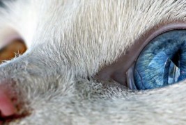 Мачки со различна боја на очите