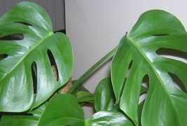 Совети за одгледување на собни растенија - филодендрон