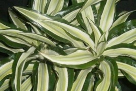 Совети за одгледување собни растенија - дрво на животот