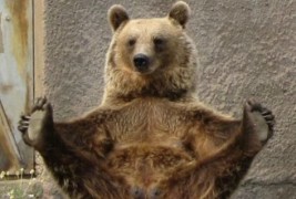 Запознајте ја Мими: мечката што сака јога