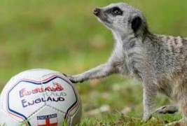 Животните и фудбалот