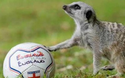 Животните и фудбалот