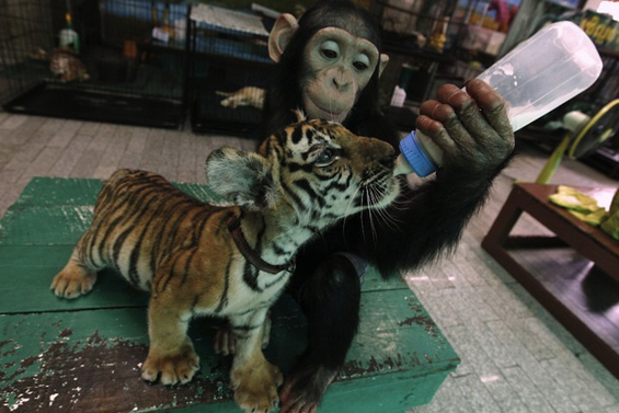 Мајмунка и тигарче се однесуваат како мајка и бебе