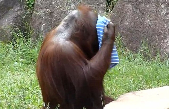 Снаодлив орангутан се брише со мокра крпа за да се спаси од горештината