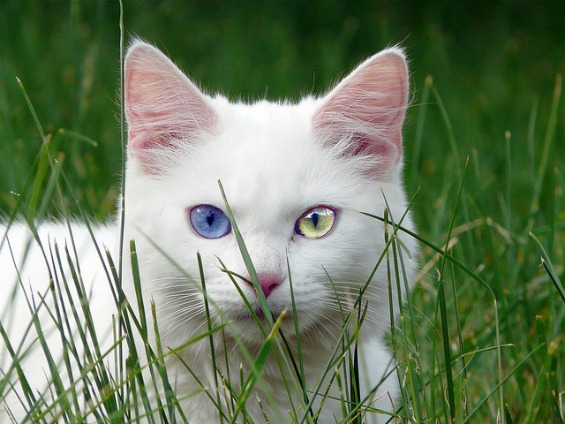 Мачки со различна боја на очите
