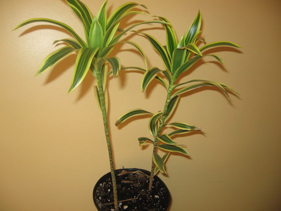 Совети за одгледување собни растенија - дрво на животот