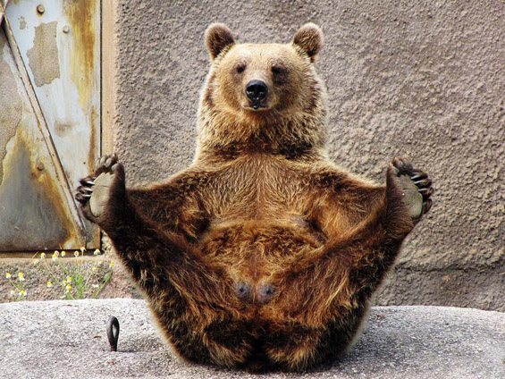 Запознајте ја Мими: мечката што сака јога