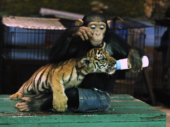 Мајмунка и тигарче се однесуваат како мајка и бебе