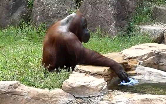 Снаодлив орангутан се брише со мокра крпа за да се спаси од горештината