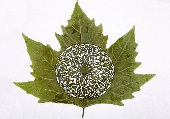 Ливчиња од дрвја кои раскажуваат приказни